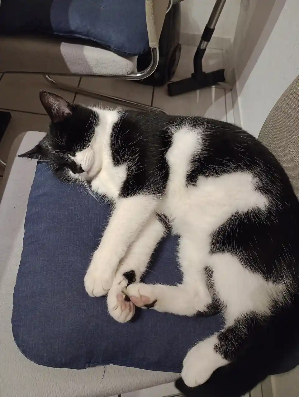 A black and white cat is curled up asleep on a blue cushion placed on a chair, its paws tucked close to its body. In the…