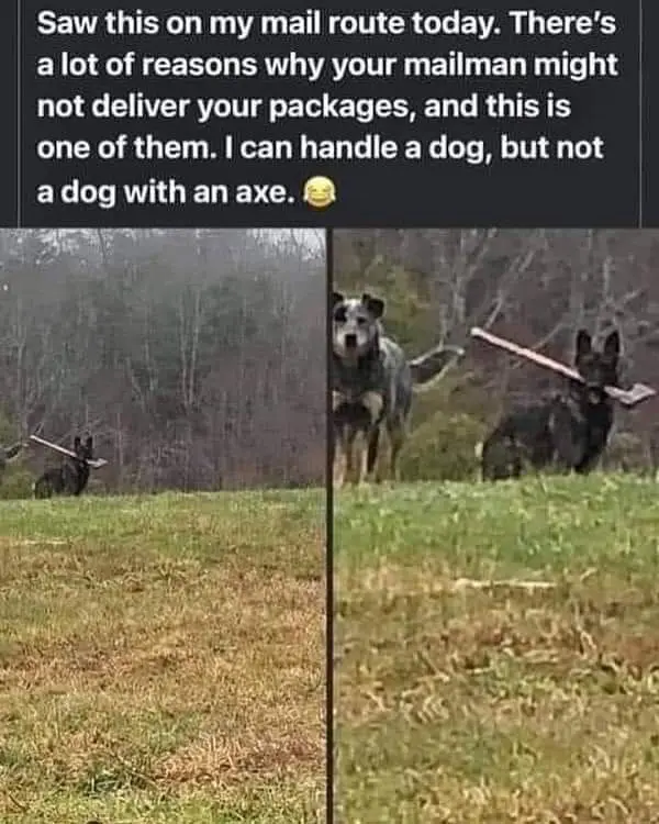 The image is split into three panels showing dogs in a grassy field, each carrying an axe in their mouths. The top panel has…