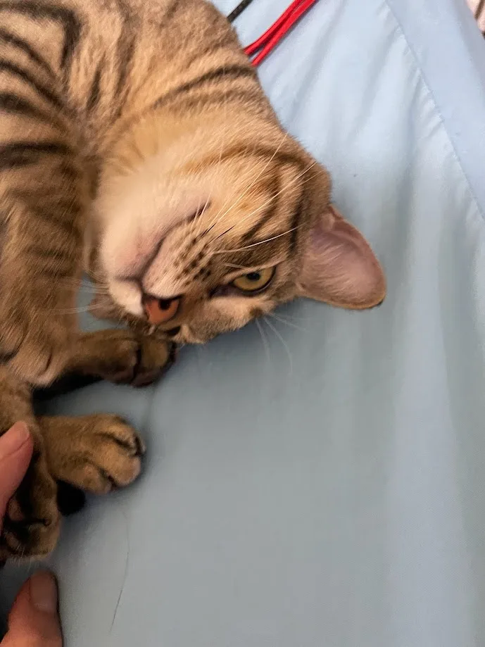 A tabby cat with brown and black stripes lies on a light blue surface, looking annoyed or unimpressed with one eye…