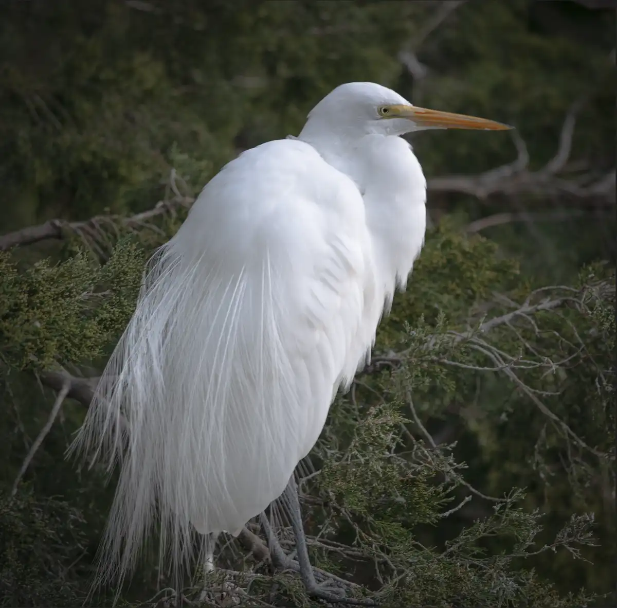 A white egret with long, flowing feathers perches on green branches, looking sideways with a long yellow beak. The overlaid…
