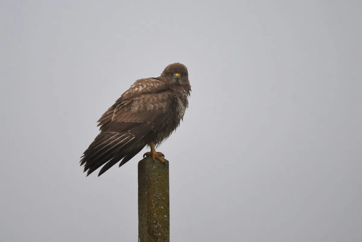A brown hawk with a yellow beak perches atop a weathered concrete post against a gray sky. The image has text overlaid that…