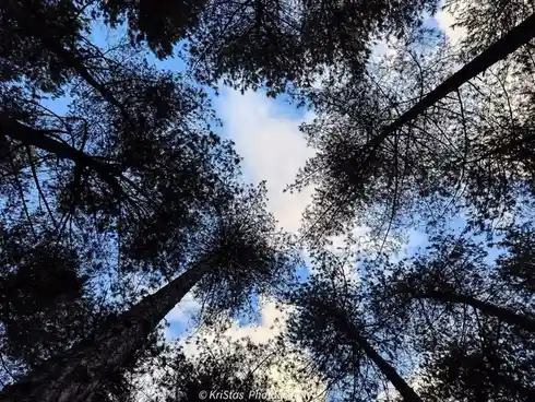 A low-angle photograph looking up through the silhouetted branches of tall pine trees toward a blue sky with scattered white…