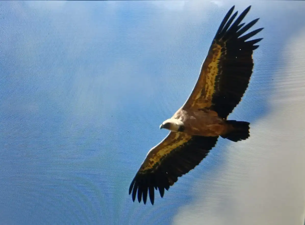 When the majestic eagle takes flight