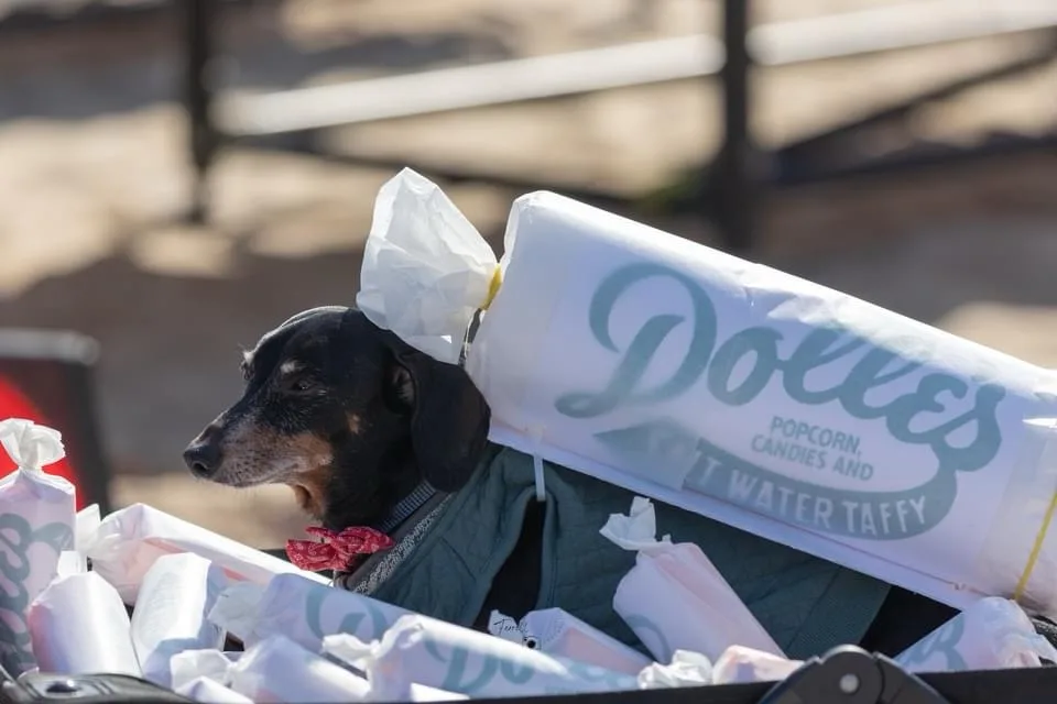 A black and tan dachshund wearing a green vest and red bowtie sits in a cart filled with large, white-wrapped candy bars…
