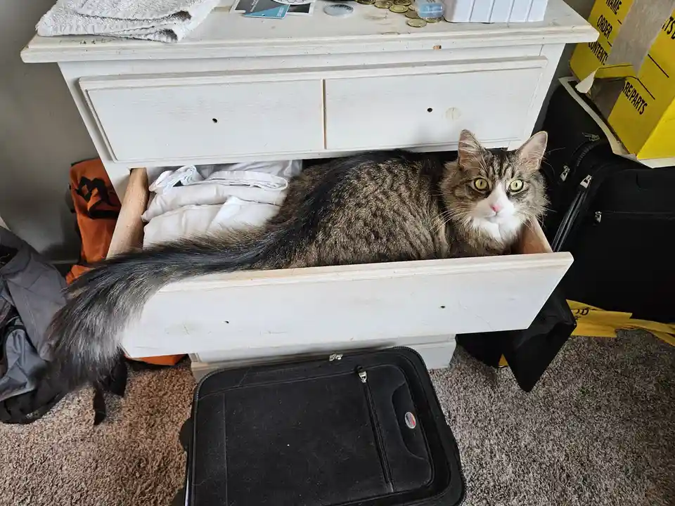 His tail just keeps getting longer!