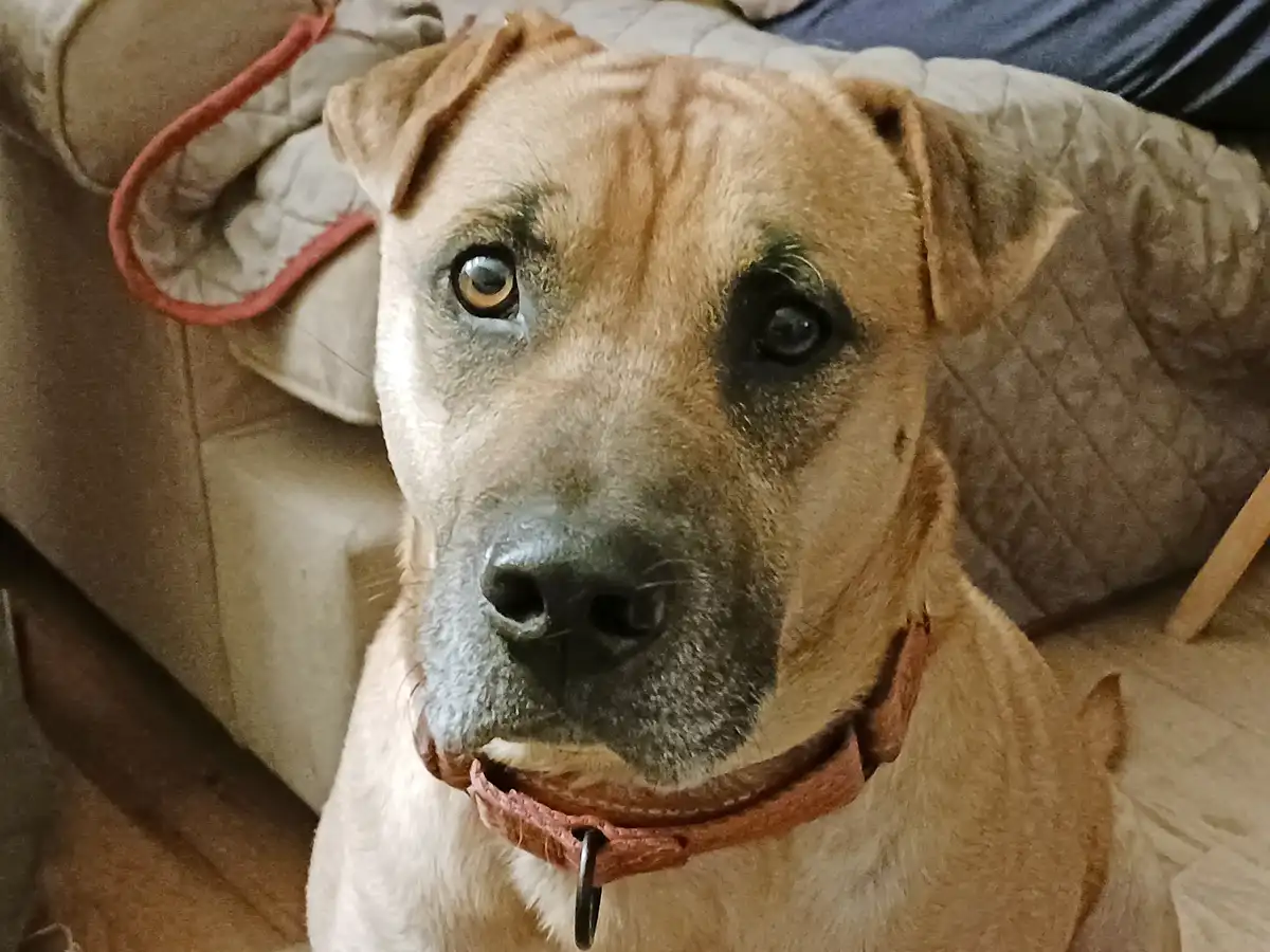 A close-up photo of a light brown dog with one brown eye and one black eye, looking directly at the camera while wearing a…