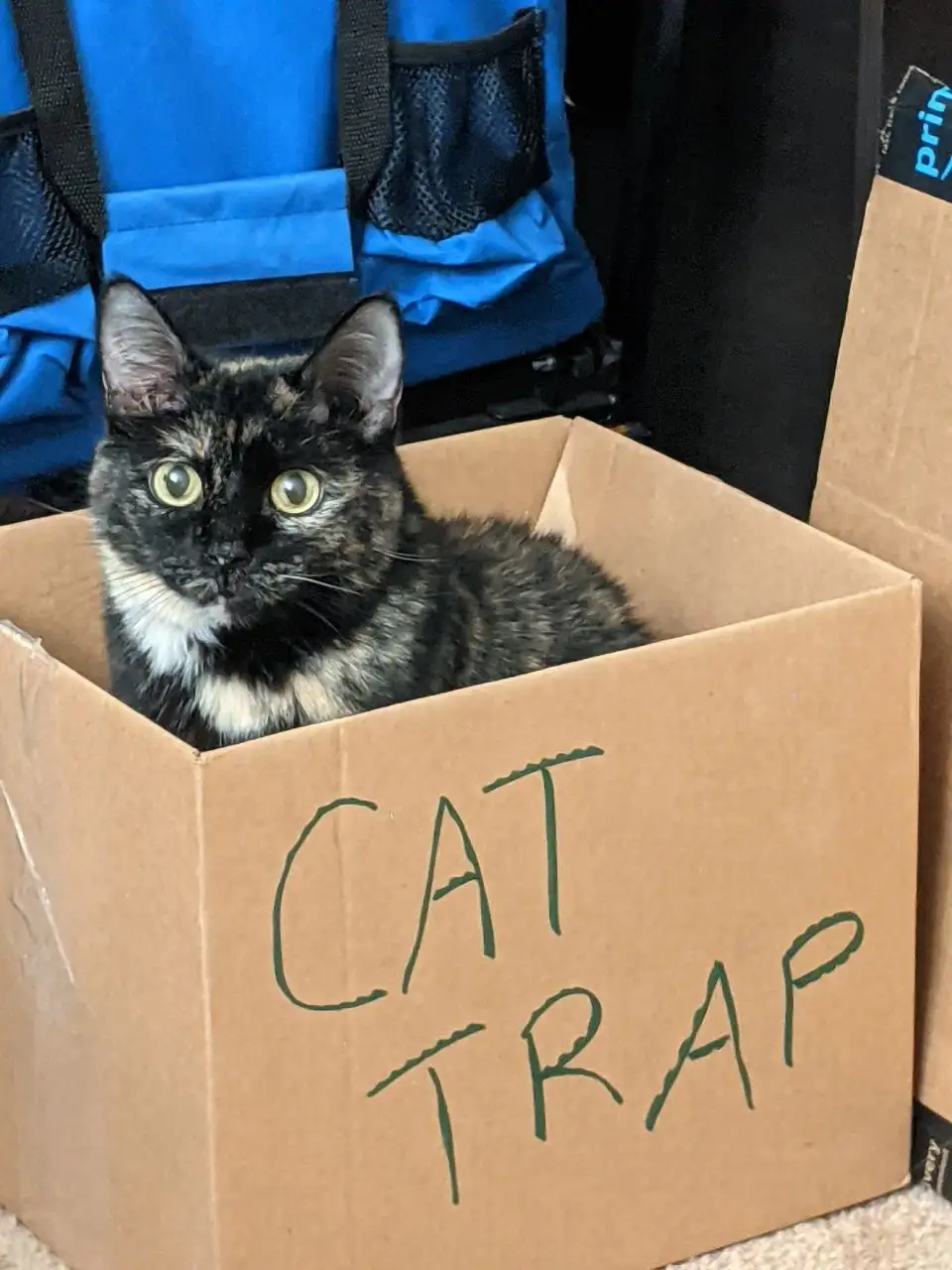Caught in the Cat Trap