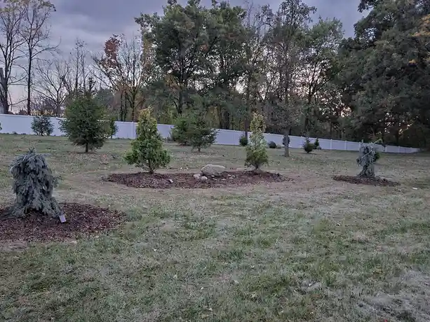 A grassy yard with several small evergreen trees planted in mulched beds, some of which are shaped like Christmas trees with…