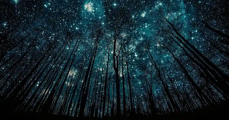 A dark forest with bare tree silhouettes reaching upward toward a starry night sky filled with glowing blue-white stars. The…