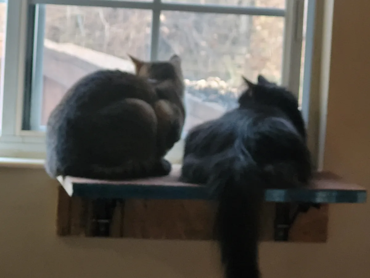 Just Some Joyful Cats Being Adorable