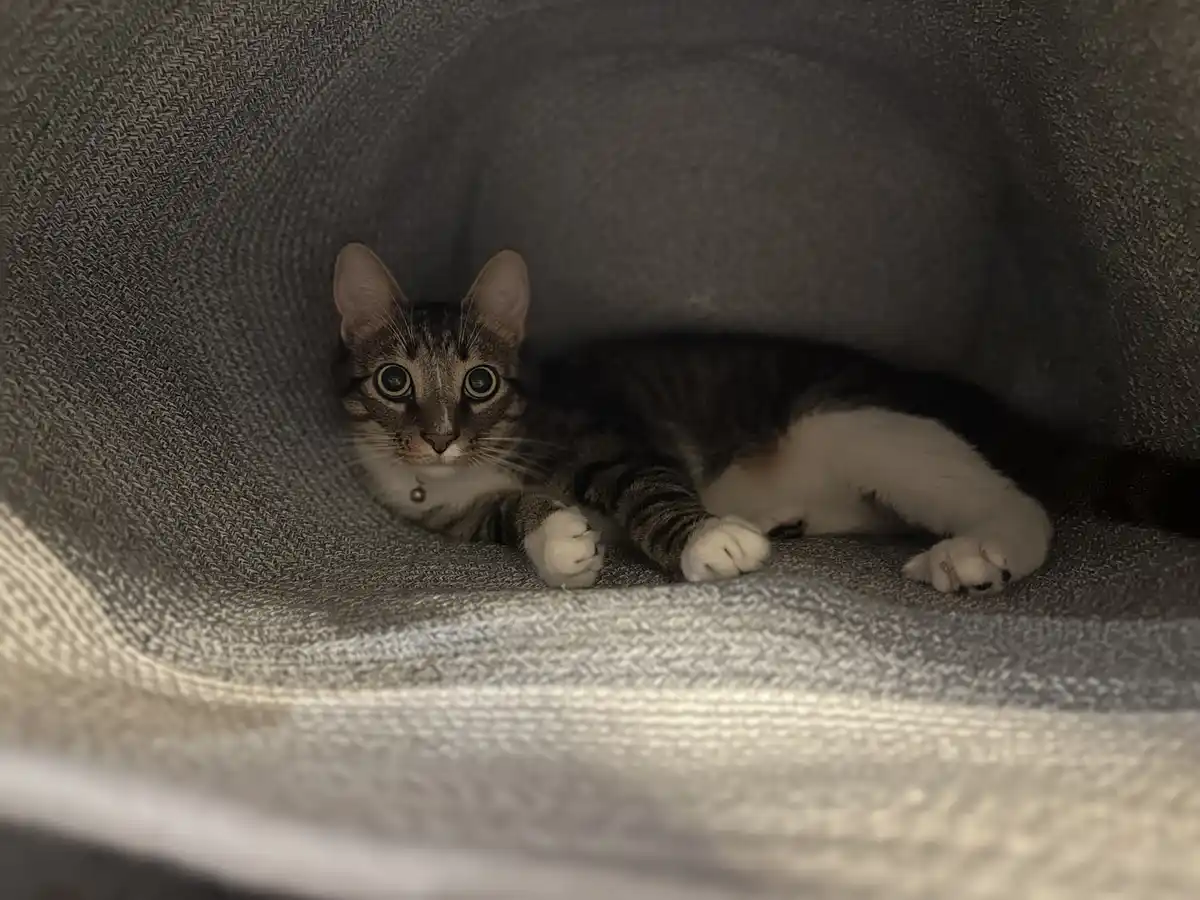 A tabby cat with white paws and chest is curled up inside a gray fabric tunnel or cat bed, looking directly at the camera…