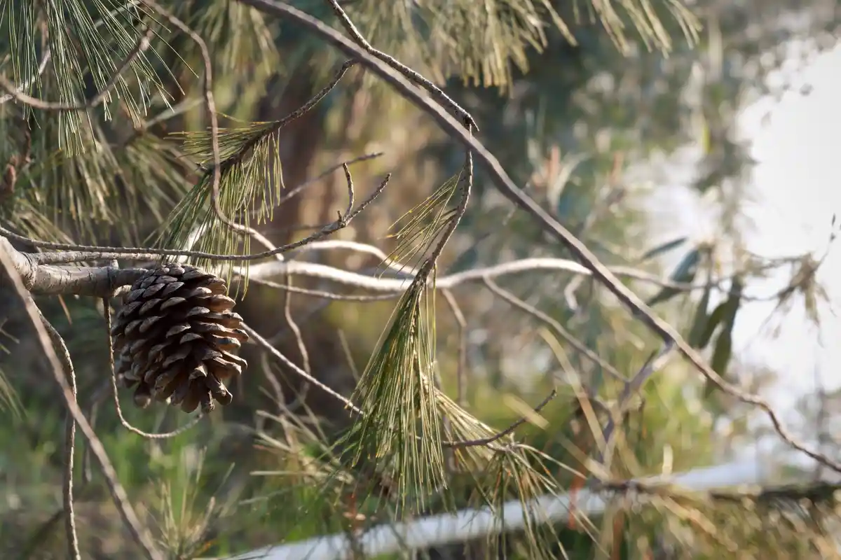 A close-up photograph shows a brown pine cone hanging from a branch of a pine tree, surrounded by long green pine needles…