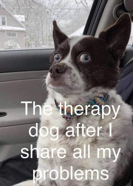A close-up photo of a small black-and-white dog with wide, startled eyes sitting in a car, looking upward. The dog wears a…