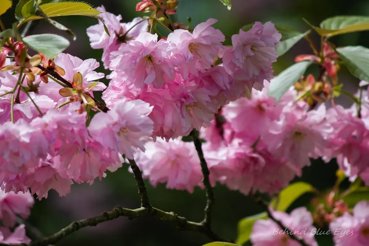 A close-up photograph of a cluster of delicate pink cherry blossoms on a tree branch, surrounded by green leaves and a…