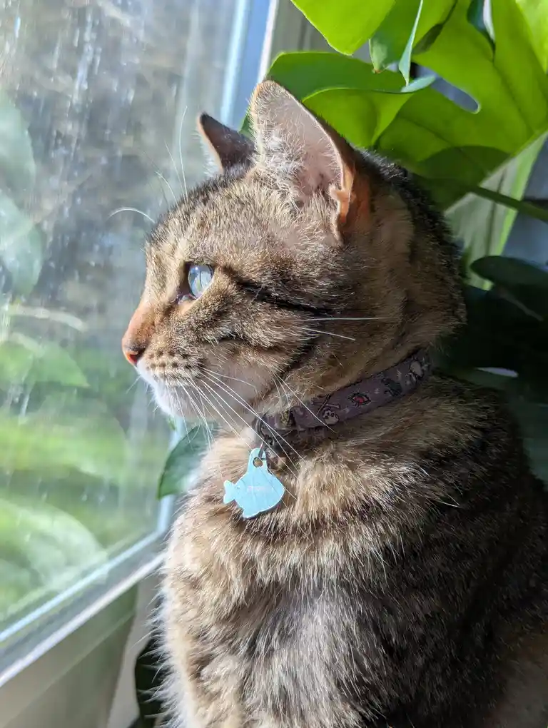 A tabby cat with striking blue eyes sits by a window, looking out thoughtfully, partially obscured by large green leaves…