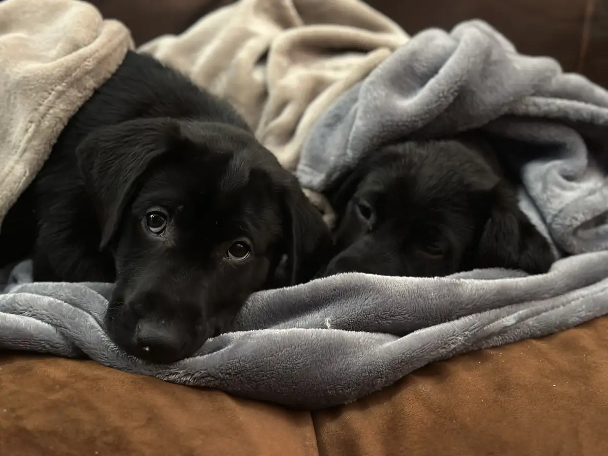 Two black puppies are snuggled under a soft, grey fleece blanket on a brown couch, looking up with wide, innocent eyes. The…