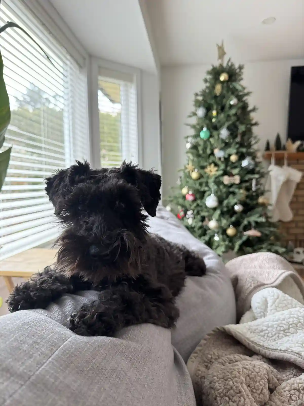 Your Daily Dose of Olive Goodness