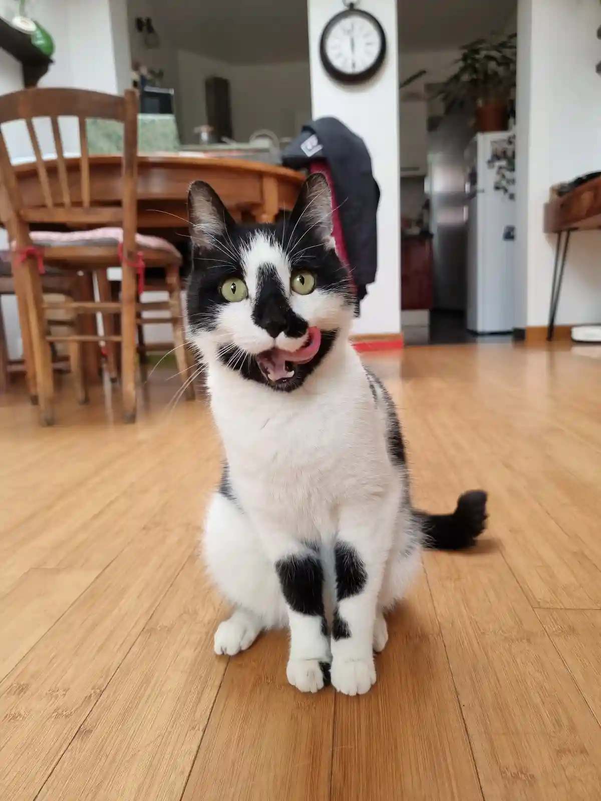 Meet This Adorable Cutie I'm Catsitting for the Weekend!
