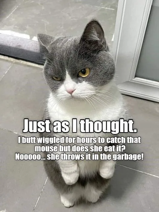 Adorable Cat Shenanigans