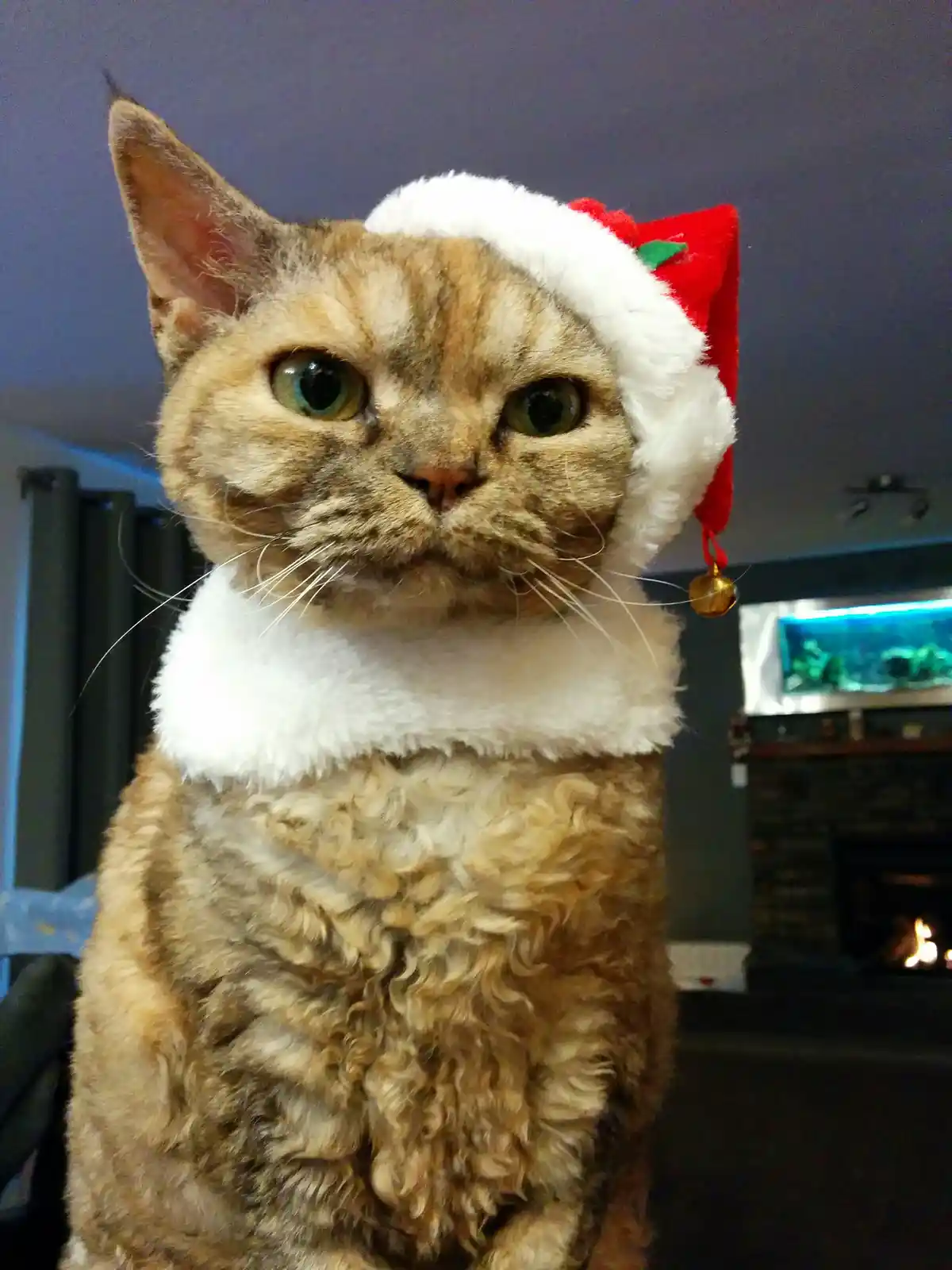 Sending Warm Christmas Wishes to Rex