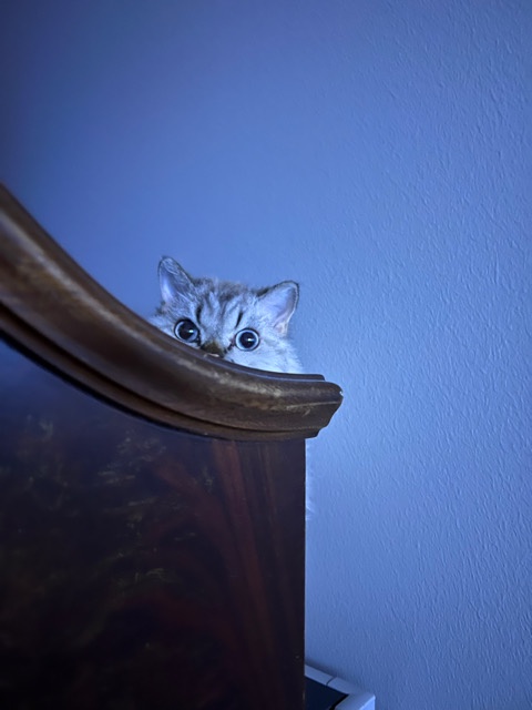 A small silver tabby kitten peeks over the top of a dark wooden headboard or piece of furniture against a blue wall, its…