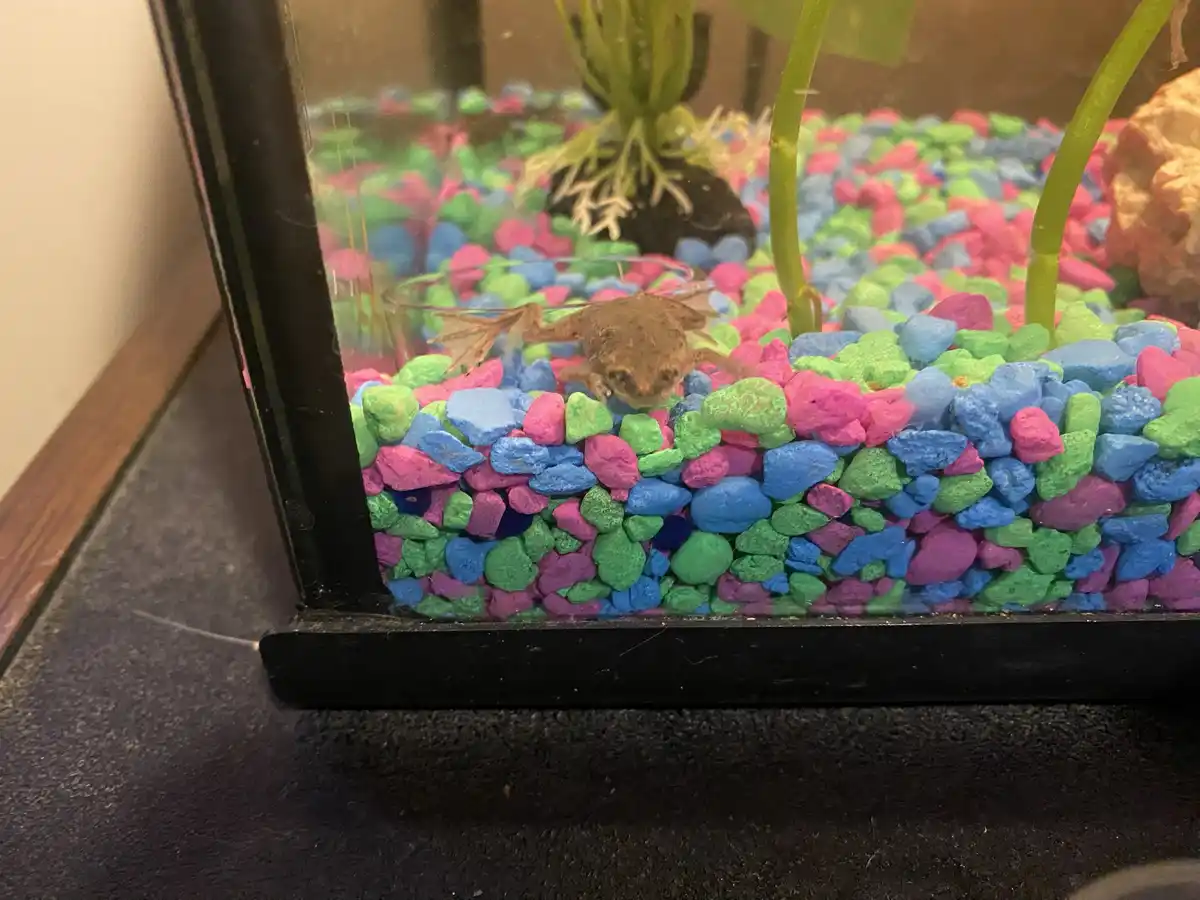 A small brown frog sits on brightly colored pink, green, and blue gravel inside a glass aquarium, with artificial plants in…