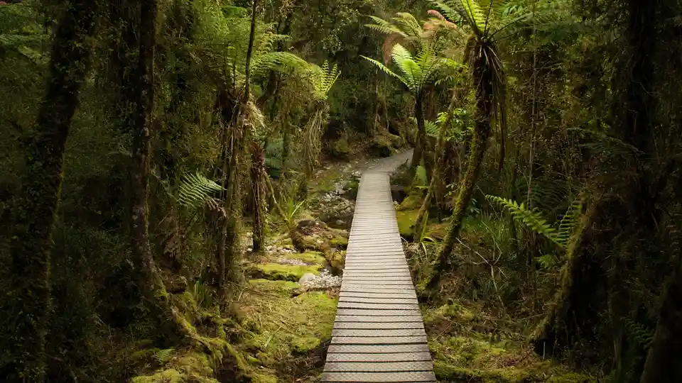 A Peaceful Stroll Through the Rainforest