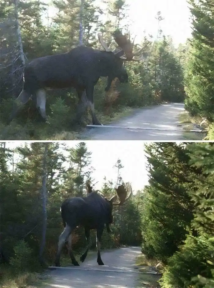 Meet the Absolute Unit: A Force to Be Reckoned With