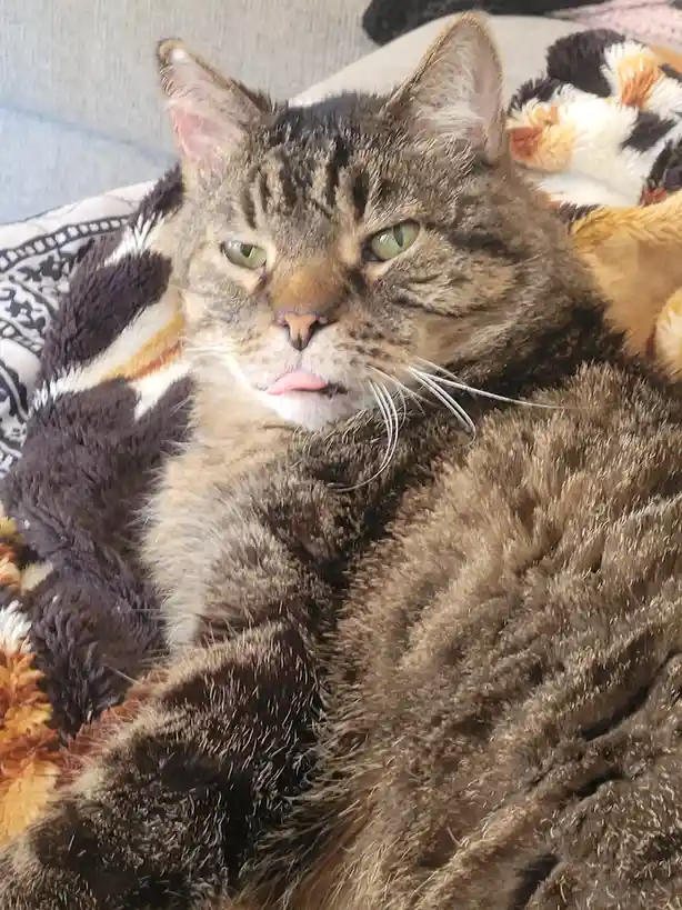A tabby cat with green eyes and a slightly open mouth, resting on a colorful, fluffy blanket. The cat's expression appears…