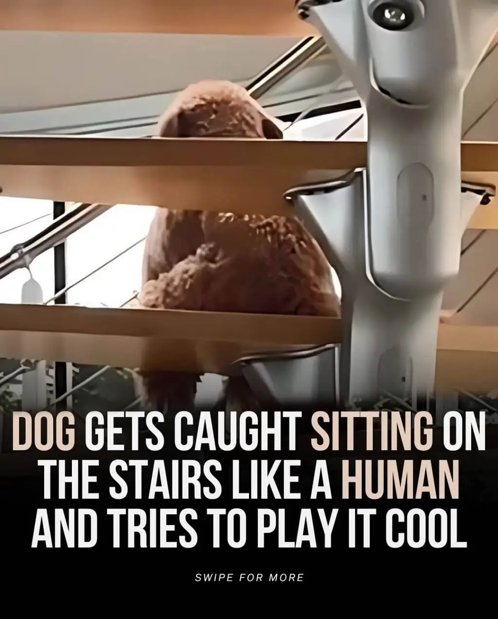 A fluffy brown dog is sitting upright on a modern staircase, mimicking a human posture, with its head peeking over a wooden…