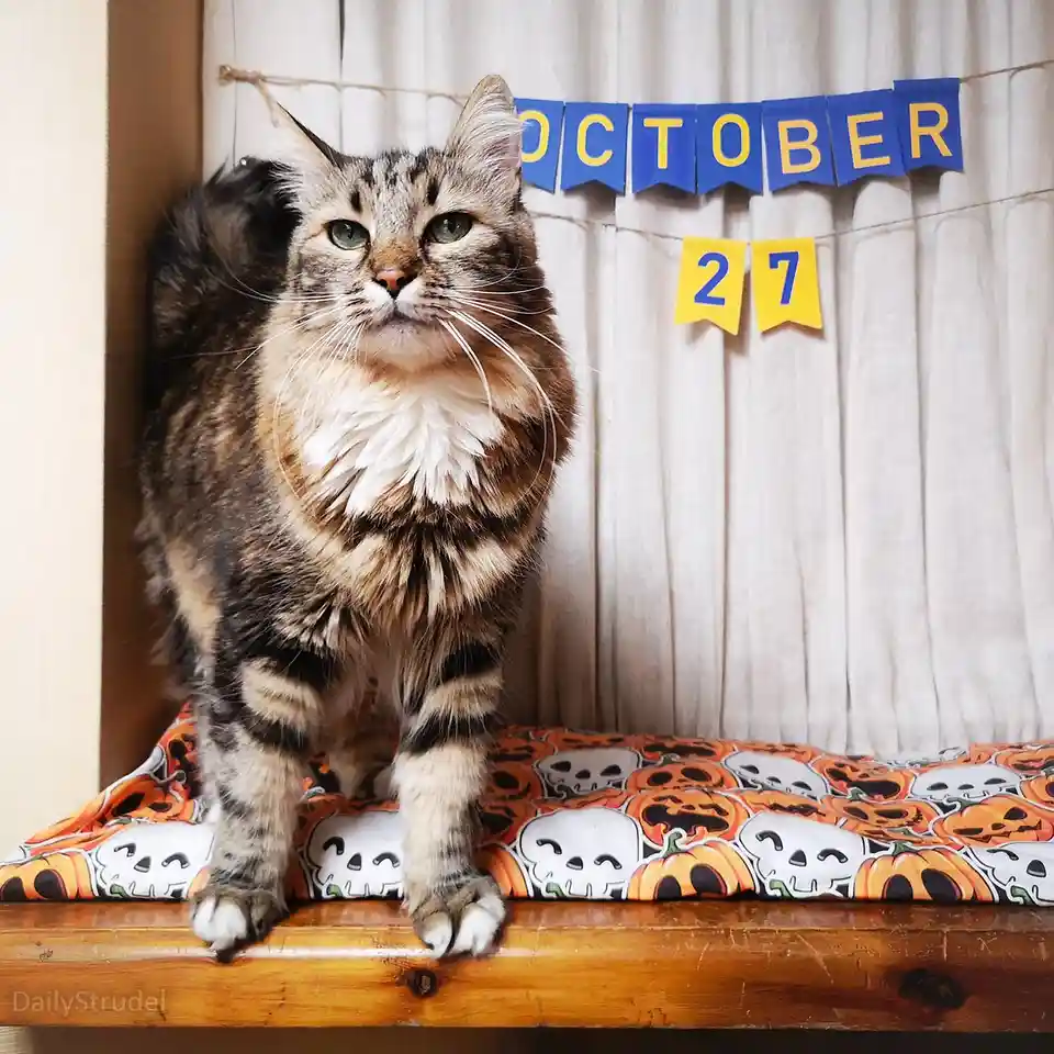 A fluffy tabby cat with green eyes stands regally on a wooden surface, looking upward with a serious expression. Behind it…
