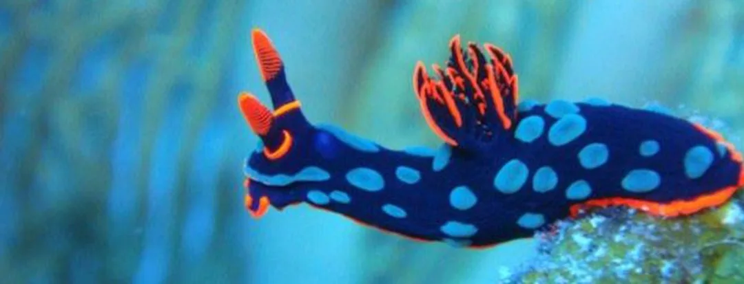 It's Time for Nudibranch Adventures