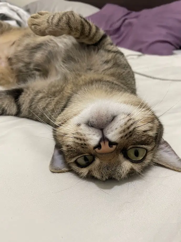 The Adorable Cat Chronicles
