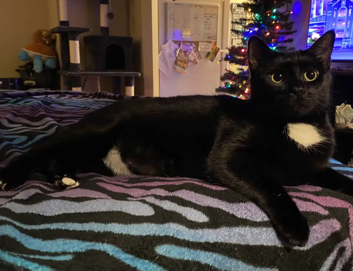 A black cat with white markings on its chest and paws lies on a zebra-print blanket, looking directly at the camera with…