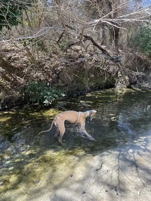 A slender, tan-colored dog wearing a harness is wading through shallow, clear water in a wooded area. Bare branches and…